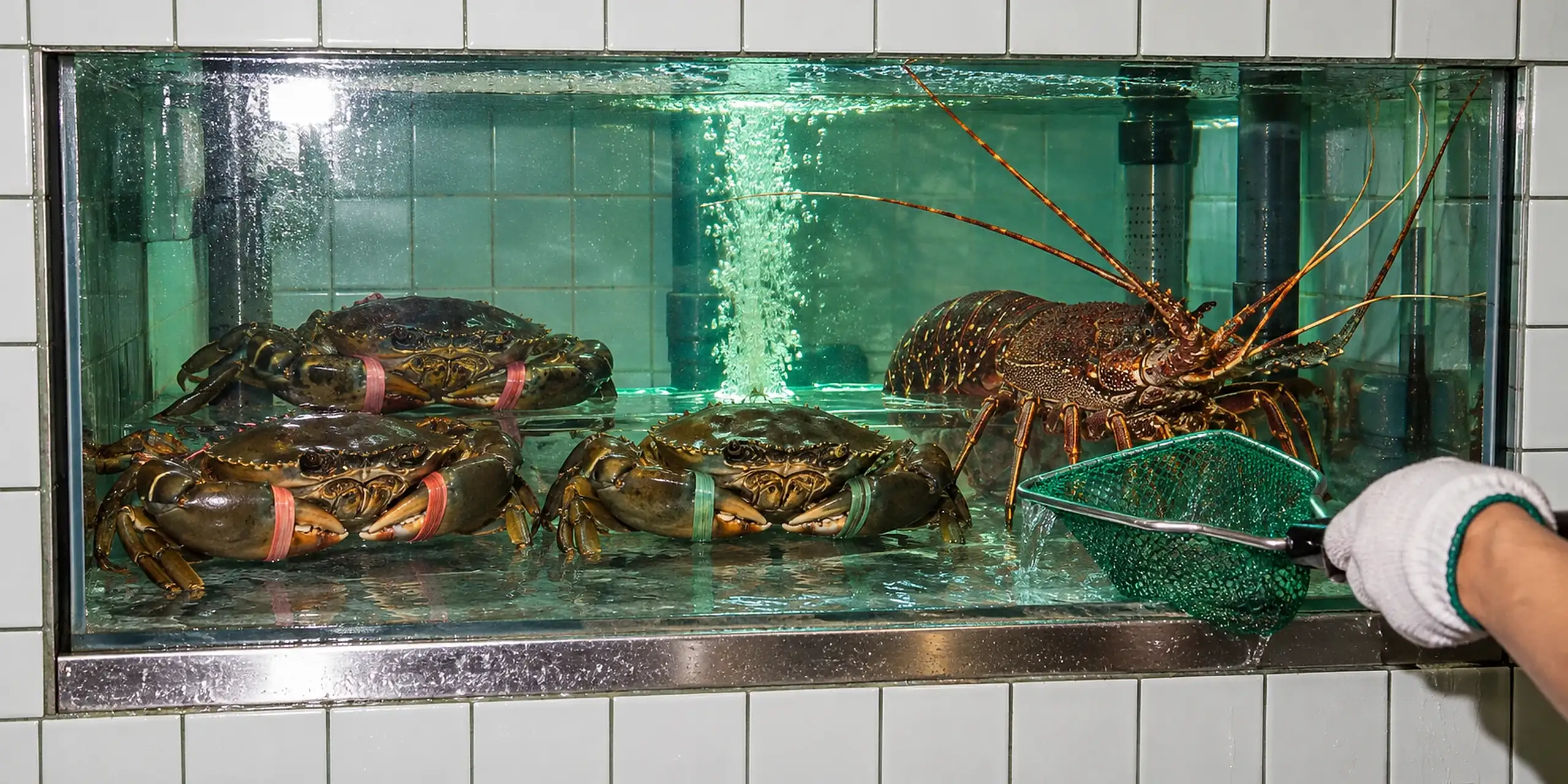 Live mud crabs and a rock lobster in a glass tank set into a white tiled wall, lit by flash.